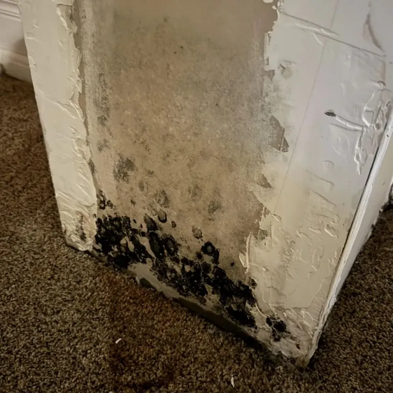 Professional Mold Removal in Hall County, GA